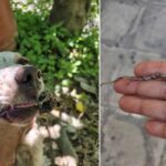 Σοκαριστικό περιστατικό κακοποίησης σκύλου στο Κρυονέρι – Βρέθηκε να κρέμεται με αγκίστρι από το στόμα